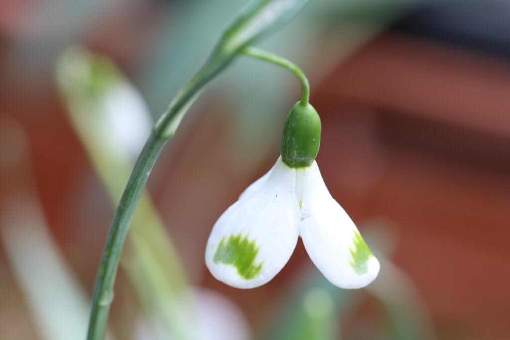 Where to buy collector’s snowdrops – rare and unusual - The Tea Break ...