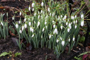 galanthus tubby merlin