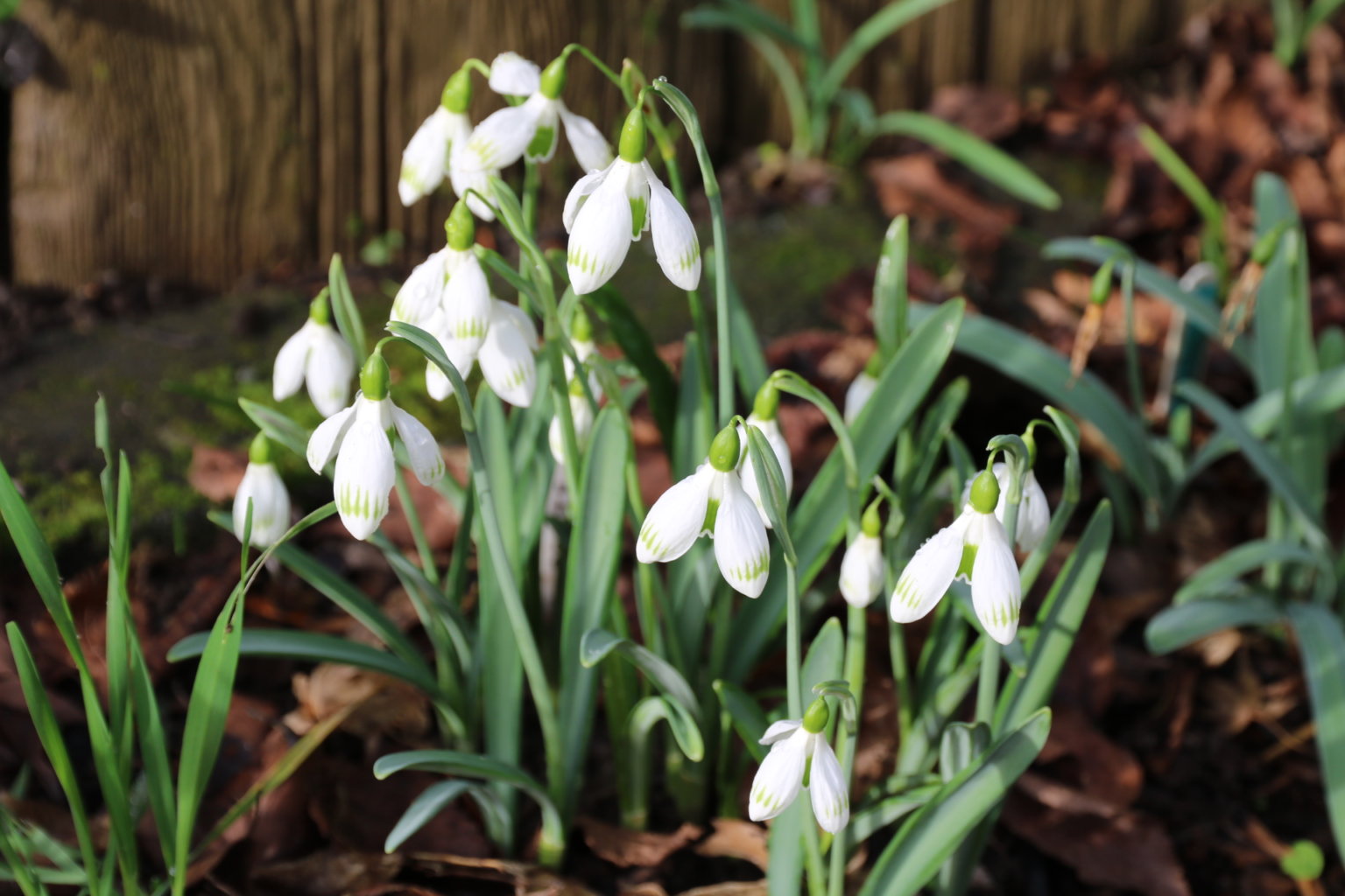 Where to buy collector’s snowdrops – rare and unusual - The Tea Break ...