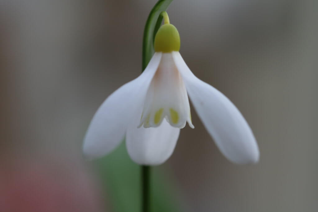 Where to buy collector’s snowdrops – rare and unusual - The Tea Break ...