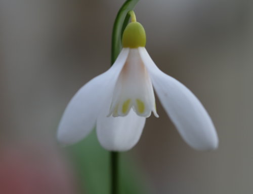 Where to buy collector’s snowdrops – rare and unusual