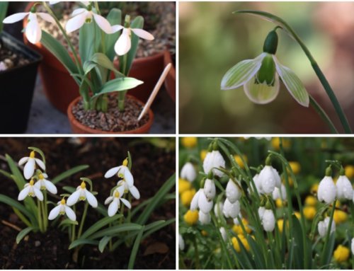 How to grow snowdrops