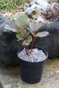 Paeonia daurica subsp. mlokosewitschii - Peony 'Molly the Witch'