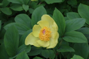 Paeonia daurica subsp. mlokosewitschii - Peony 'Molly the Witch'