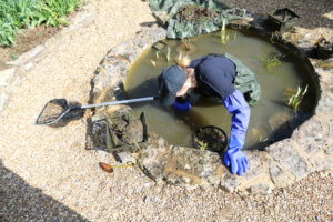 Cleaning a pond