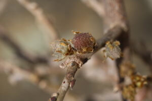 Frost damaged wisteria bud