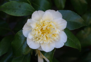 Camellia x williamsii 'Jury's Yellow'