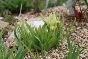 Crimean Iris - Iris lutescens