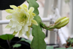 Epiphyllum Cornish Cream
