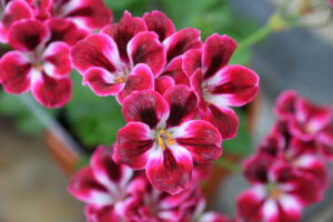 Pelargonium 'Royal Ascot'