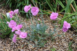 Dianthus 'Whatfield Can Can'