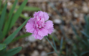 Dianthus Whatfield Can Can