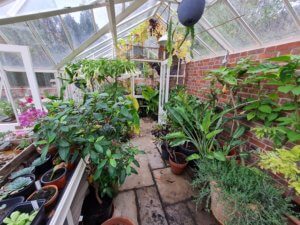 Tender plants in greenhouse for winter